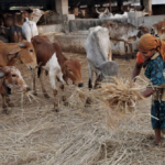 Animal Welfare